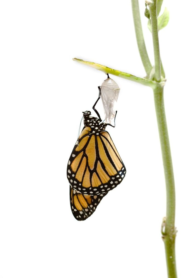 Monarch-Schmetterling schlüpft aus seiner Puppe, hängt an einem grünen Stängel.